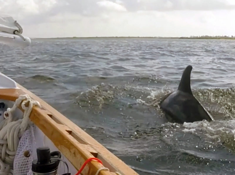 Dolphins are a common sight in the Texas 200, and they are not at all shy. One surfaced repeatedly next to ARR & ARR on the approach to Corpus Christi Bay on Day 3.