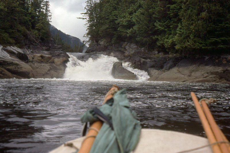 The tide was rising when I arrived at Lowe Inlet and salmon were gathering in Nettle Basin, waiting for the peak of the tide before attempting to swim up the waterfall.