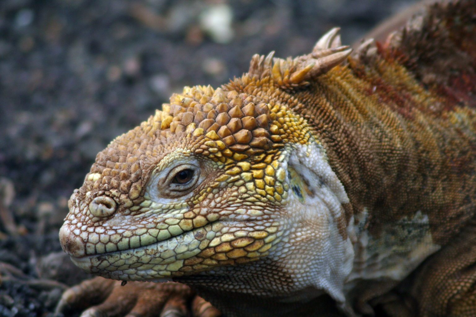 Galápagos Islands - Small Boats Magazine