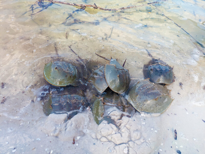 Mating horseshoe crabs