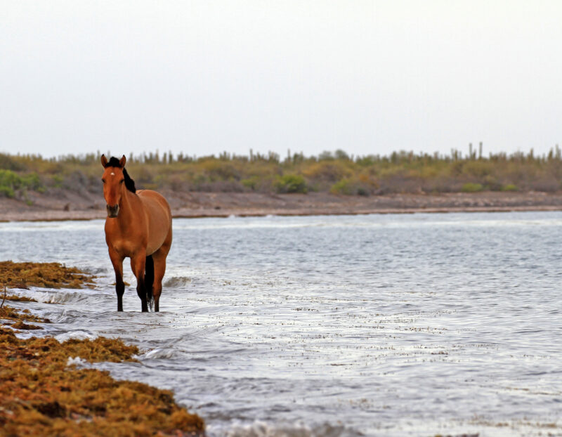 Horse wading in shallow water