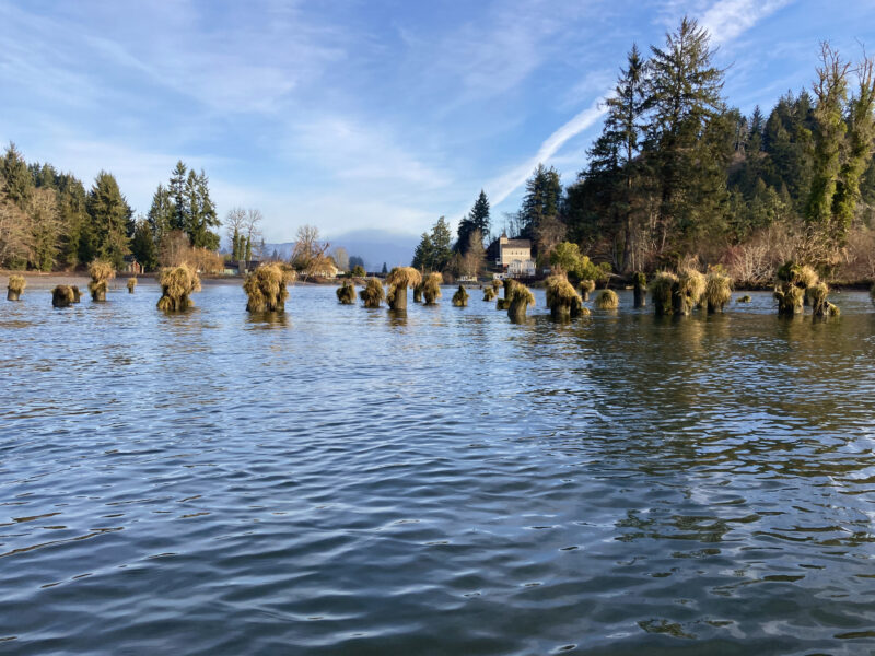 Decaying cannery-building pilings in Columbia River.